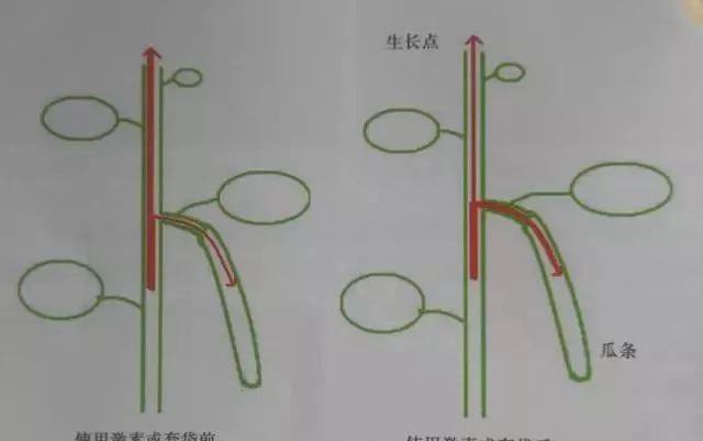 农业致富种植技术，黄瓜高产需掌握四大平衡