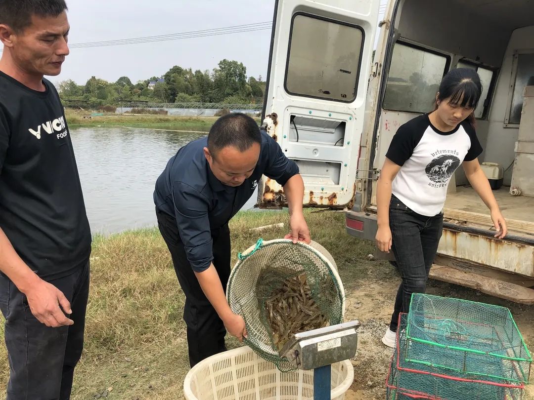 广州南美白对虾养殖基地_广东南美对虾养殖基地_广州养殖南美白对虾技术