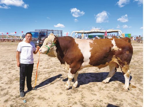 夏洛菜牛养殖视频_夏洛莱牛养殖视频_夏洛莱肉牛养殖技术