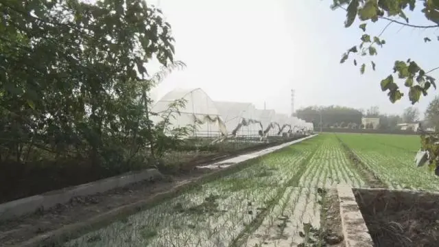 规模化种植，促进农民增收致富