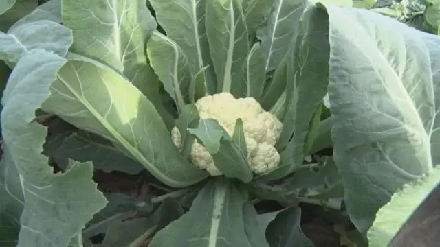 致富种植创业项目_种植致富项目软件_致富种植软件项目介绍