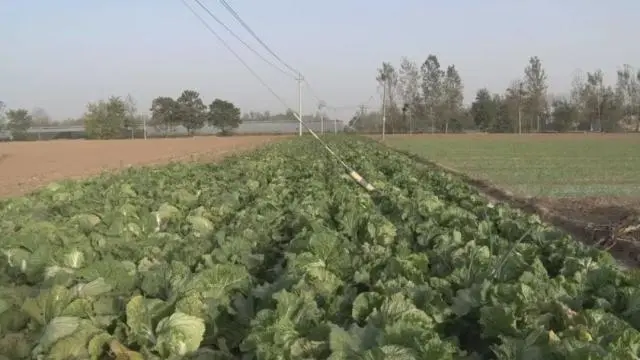 致富种植创业项目_种植致富项目软件_致富种植软件项目介绍