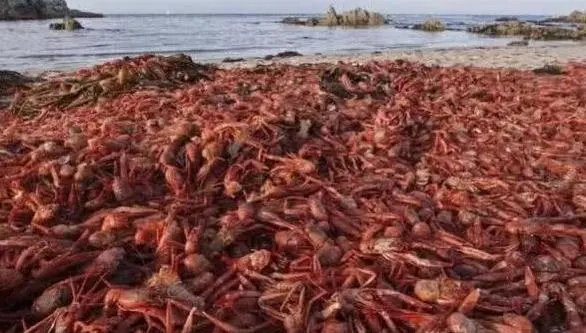 入侵生物小龙虾_物种入侵小龙虾_小龙虾 入侵物种