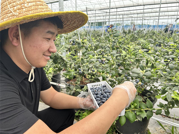 致富种植重庆项目介绍_重庆种植致富项目_重庆致富好项目