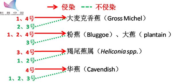 香蕉致富种植技术有哪些_致富经香蕉种植技术_香蕉种植效益