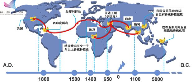 致富经香蕉种植技术_香蕉致富种植技术有哪些_香蕉种植效益