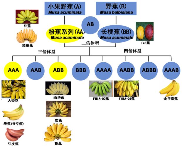 致富经香蕉种植技术_香蕉致富种植技术有哪些_香蕉种植效益