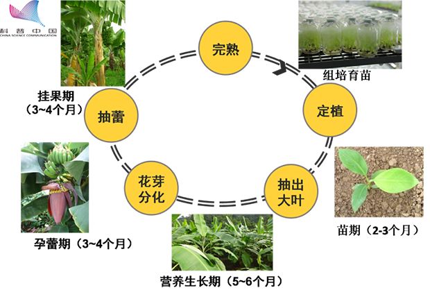 致富经香蕉种植技术_香蕉种植效益_香蕉致富种植技术有哪些