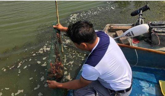 龙虾养殖_金湖龙虾养殖技术_龙虾养殖基地视频