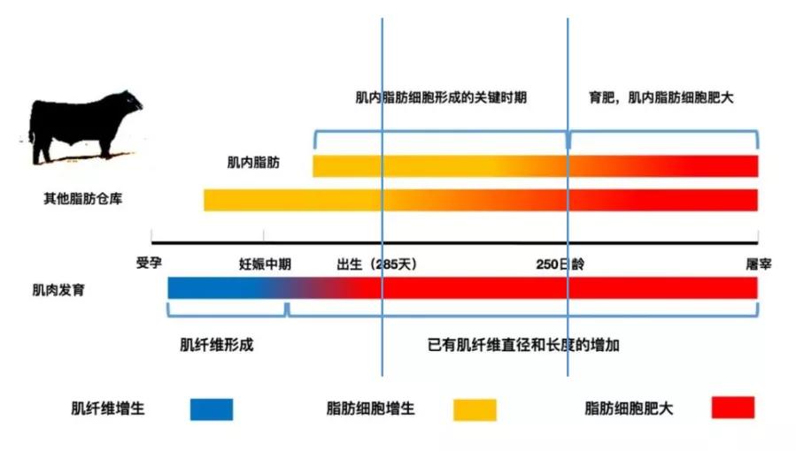 养殖方案指导肉羊技术要点_肉羊养殖技术指导方案_养殖方案指导肉羊技术有哪些