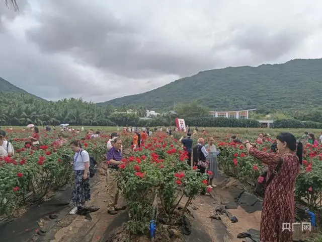 海南种植致富_海南致富的种植业_海南种植什么不愁销路