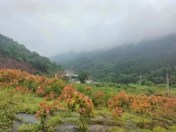 致富种植重庆项目介绍_重庆种植致富项目_重庆种植什么最赚钱