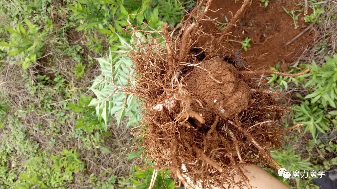 致富种植魔芋项目怎么样_种植魔芋挣钱吗_致富种植项目魔芋