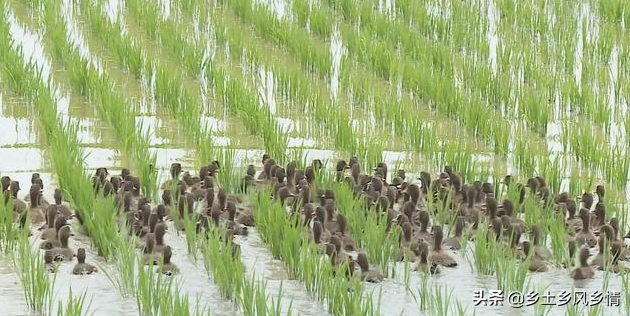 致富稻田养鸭图片_致富经稻田养鸭_致富稻田养鸭子视频