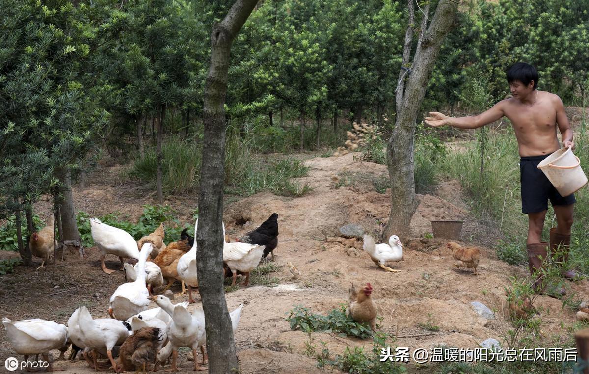 如何实现林鸡鸭猪鱼共养？生态立体养殖，鼓足你的荷包