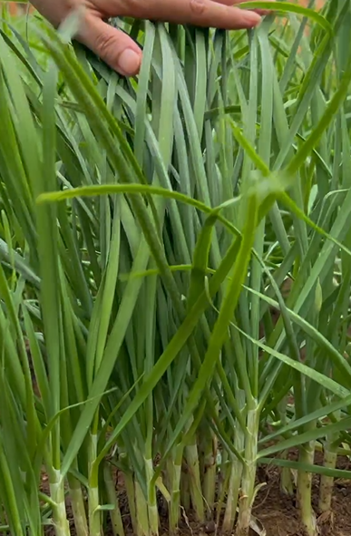 韭菜种植方法