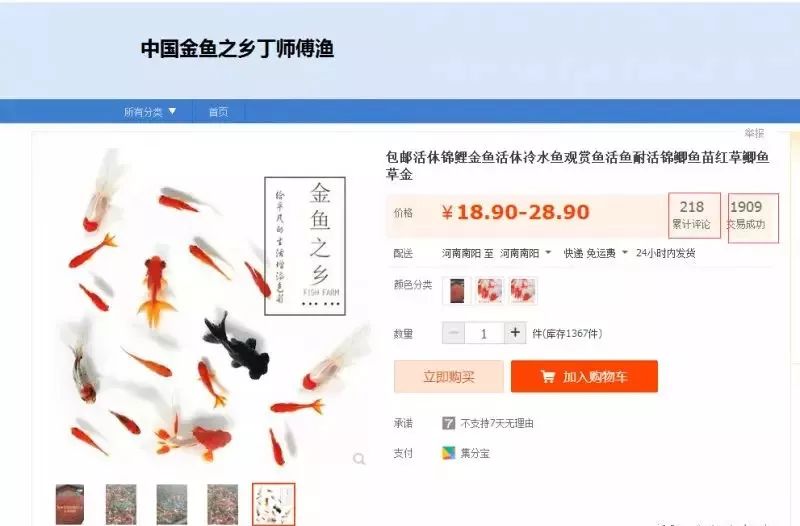 致富经金鱼养殖_致富金鱼养殖带动产业发展_金鱼养殖带动致富