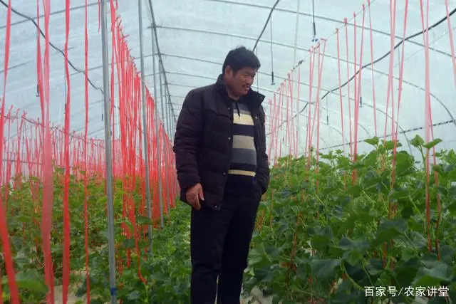 农业节目致富经种植视频_致富经种草视频_种植致富宝典视频