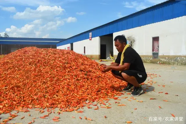 农业节目致富经种植视频_致富经种草视频_种植致富宝典视频