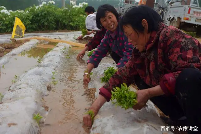 致富经种草视频_农业节目致富经种植视频_种植致富宝典视频