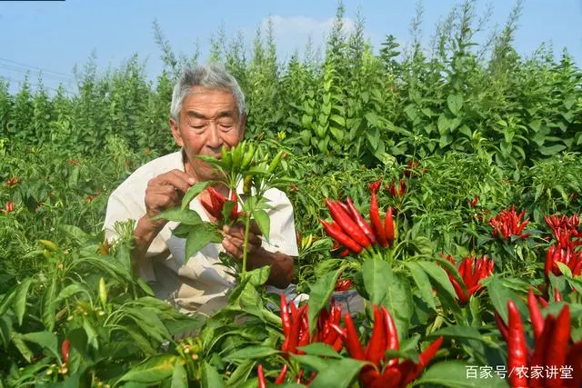 致富经种草视频_农业节目致富经种植视频_种植致富宝典视频