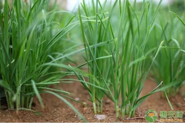 九菜的种植技术_种植菜的技术种类_最新种菜技术视频