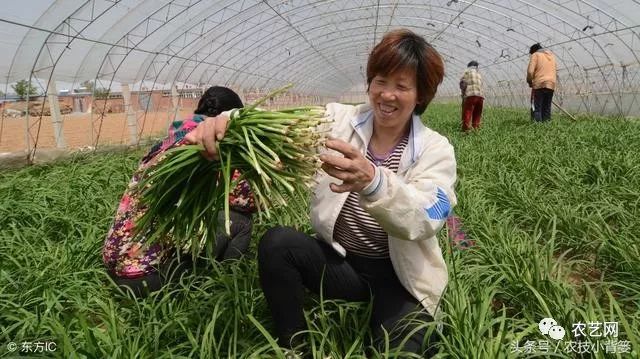 九菜的种植技术_想了解一下种菜技术_最新种菜技术视频