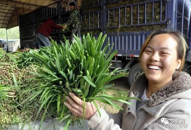 九菜的种植技术_想了解一下种菜技术_最新种菜技术视频