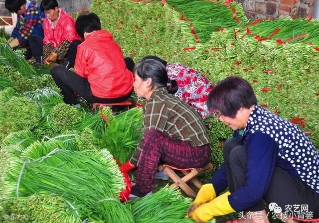 九菜的种植技术_最新种菜技术视频_想了解一下种菜技术