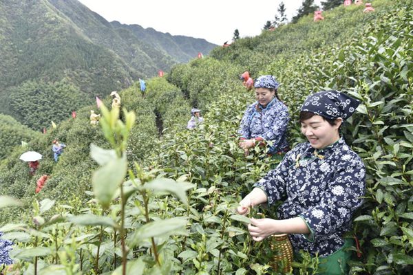 靠茶叶致富_卖茶叶赚钱_致富经卖茶叶