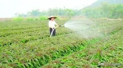 种植莴笋露地技术视频_种植莴笋露地技术要点_莴笋露地种植技术