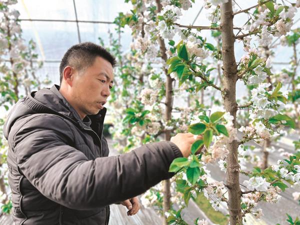 致富种植樱桃大树视频_致富经种植大樱桃_种植大樱桃利润如何