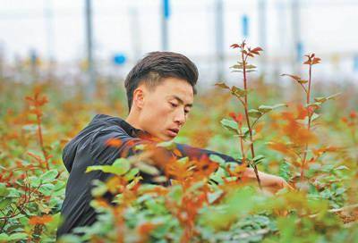 花卉致富种植年宵图片_种花致富经_种植年宵花卉致富