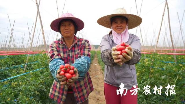 乡村振兴 | 圣女果“亿元村”如何炼成？