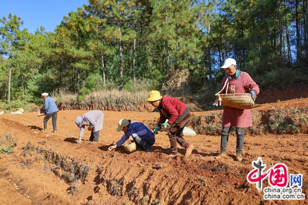 中药材种植基地对联_对联农村致富的对联_种植药材致富  对联