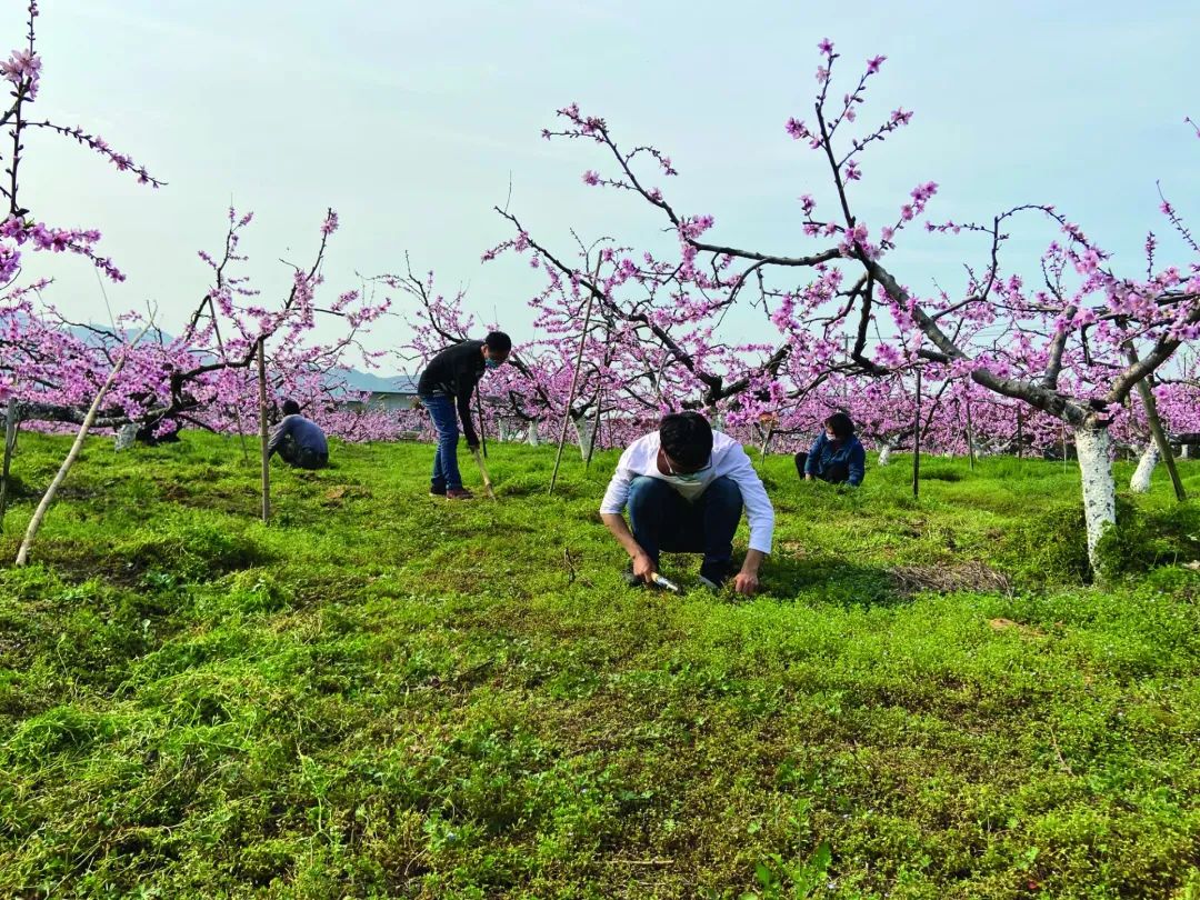 湖北人种植黄桃致富_黄桃湖北可以种吗_湖北黄桃种植基地