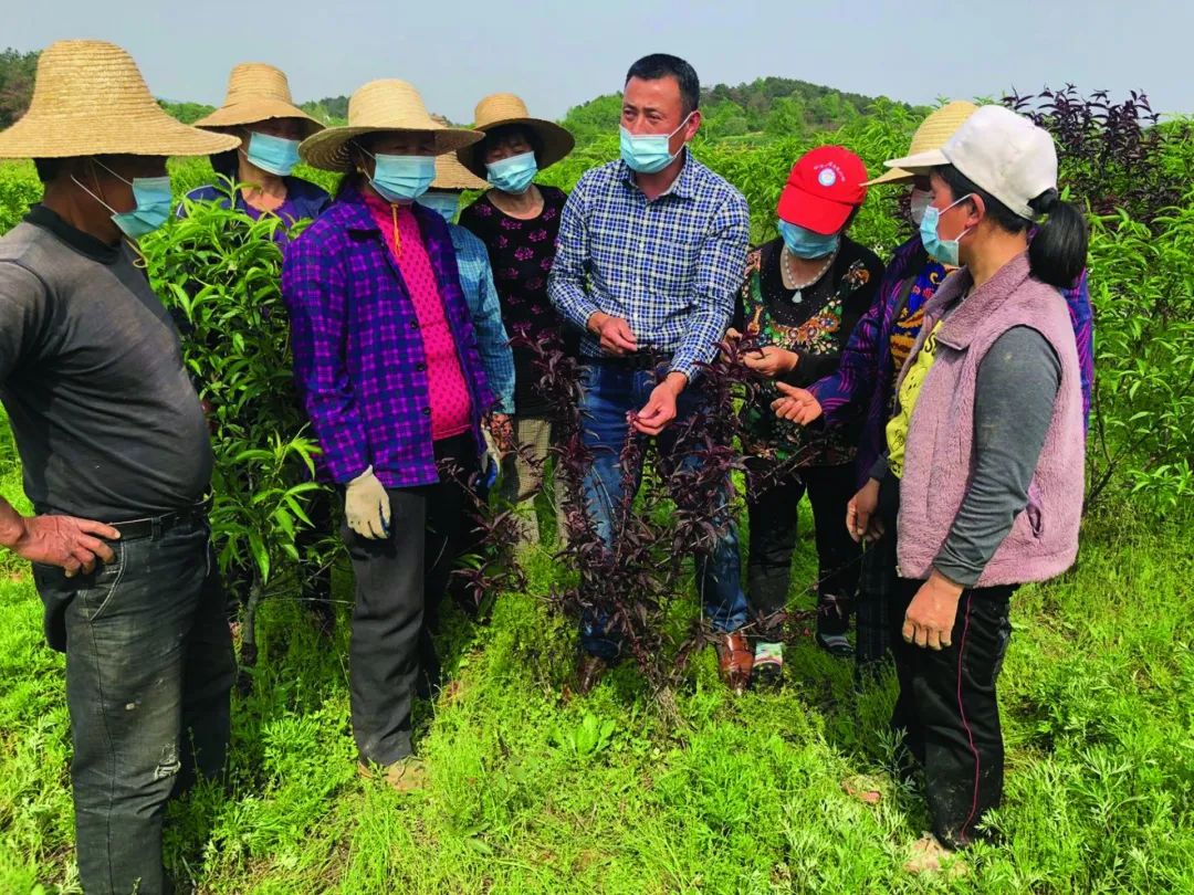 黄桃湖北可以种吗_湖北人种植黄桃致富_湖北黄桃种植基地