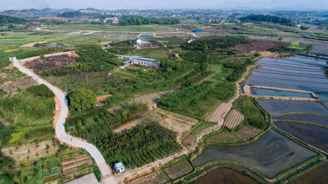 湖北黄桃种植基地_湖北人种植黄桃致富_黄桃湖北可以种吗