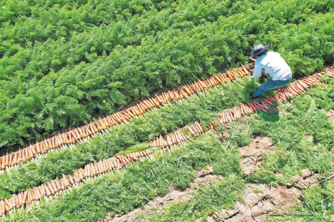 广东农村萝卜种植技术_萝卜种植小技巧_萝卜种植技术视频