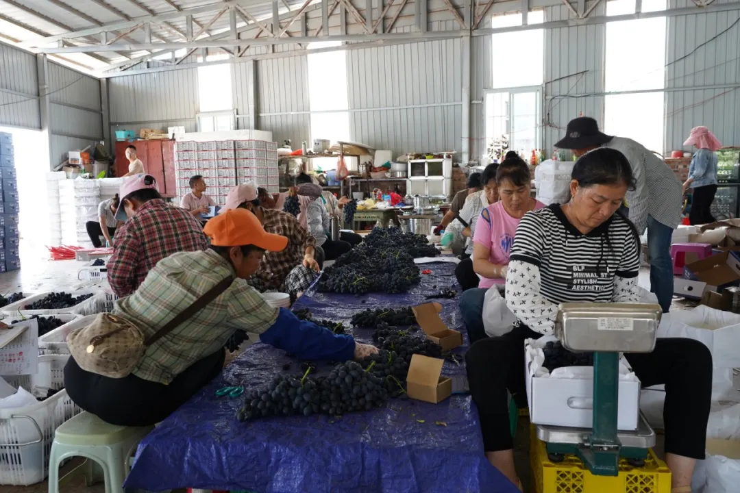 致富经种植三种水果亩收入过亿_高效益水果种植_种植水果带头致富