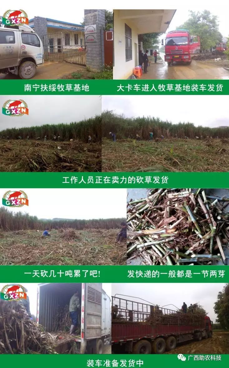 买台湾正宗甜象草种子_台湾甜象草种植技术_台湾新型甜象草