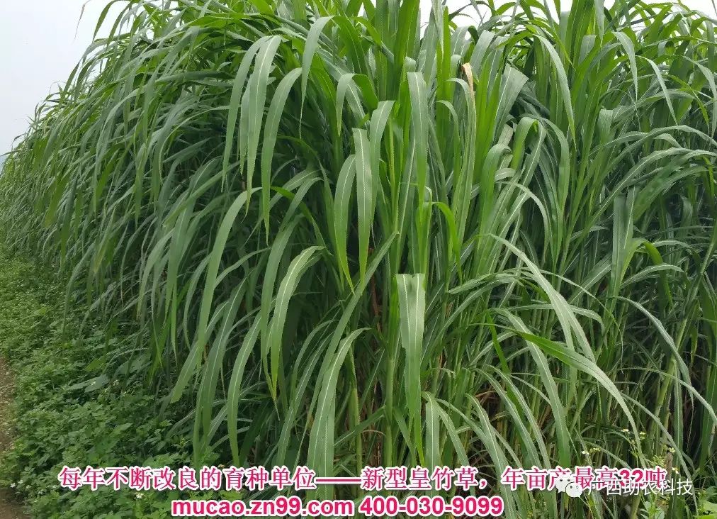 买台湾正宗甜象草种子_台湾新型甜象草_台湾甜象草种植技术