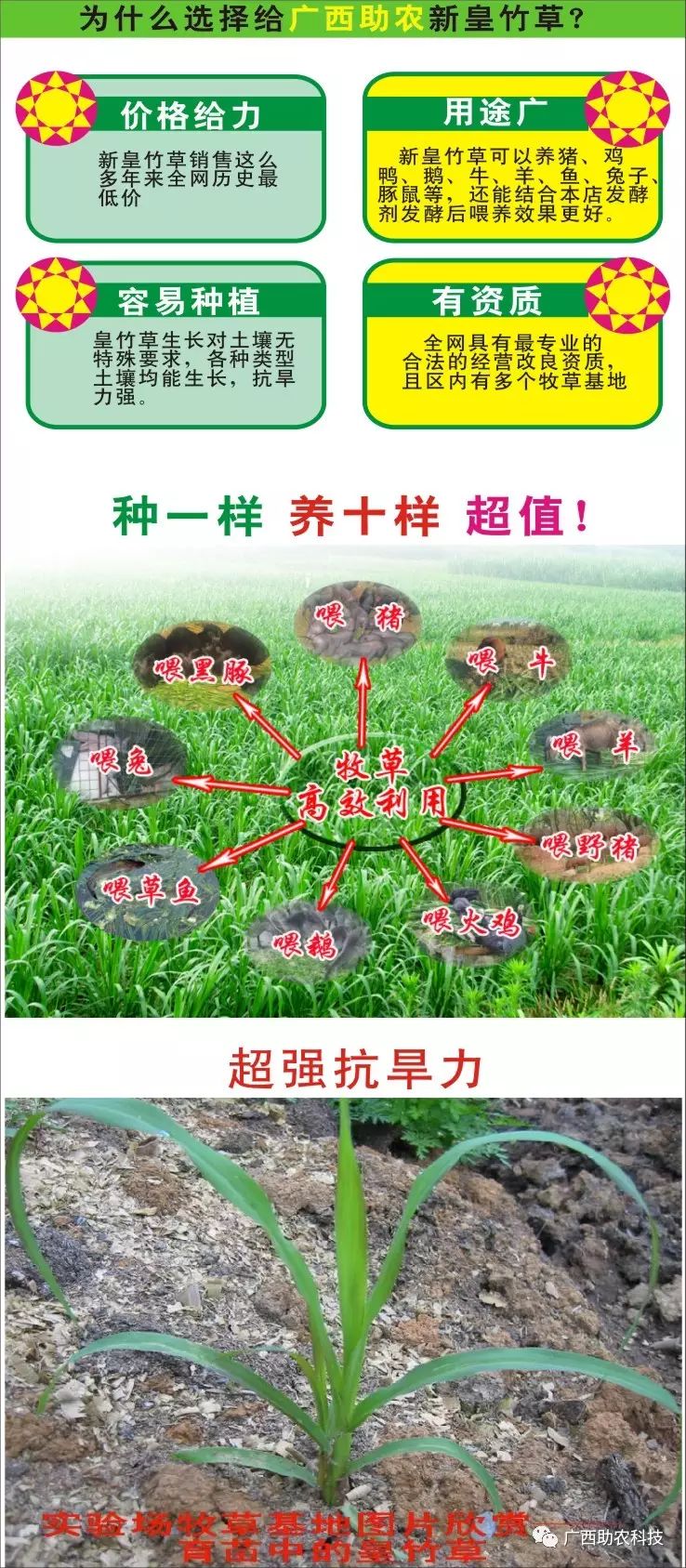 台湾新型甜象草_台湾甜象草种植技术_买台湾正宗甜象草种子