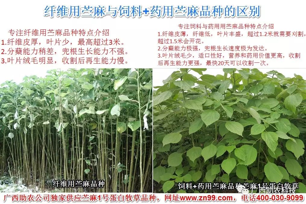 买台湾正宗甜象草种子_台湾新型甜象草_台湾甜象草种植技术