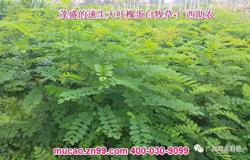 台湾甜象草种植技术_买台湾正宗甜象草种子_台湾新型甜象草