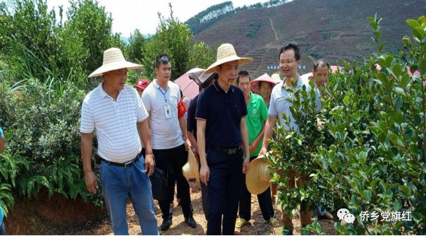 台湾甜象草草种植方法_台湾新型甜象草_台湾甜象草种植技术