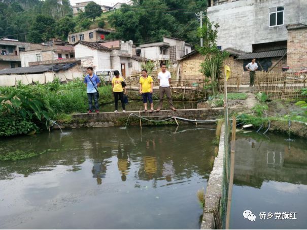 台湾新型甜象草_台湾甜象草草种植方法_台湾甜象草种植技术