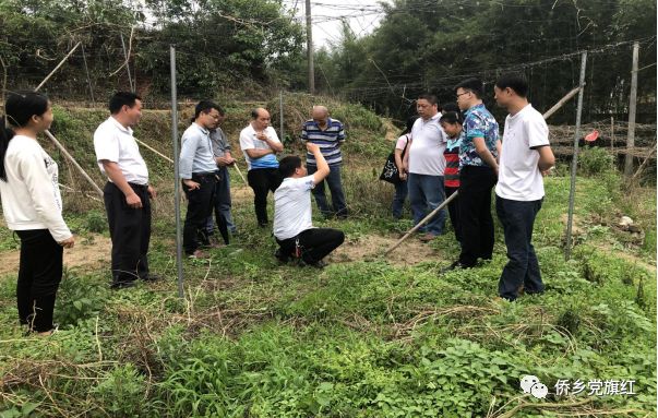 台湾甜象草种植技术_台湾甜象草草种植方法_台湾新型甜象草