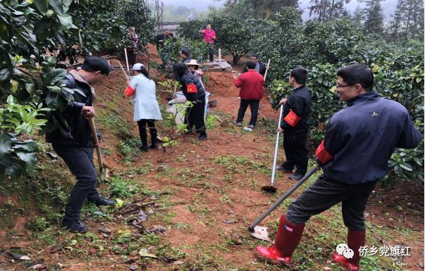 台湾甜象草种植技术_台湾甜象草草种植方法_台湾新型甜象草