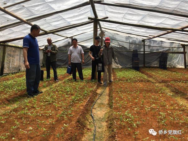 台湾新型甜象草_台湾甜象草草种植方法_台湾甜象草种植技术